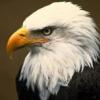 A ~ Z Words That End in a C... - last post by bald eagle 7