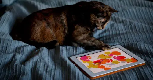 Les chats aiment aussi l'iPad ;-)